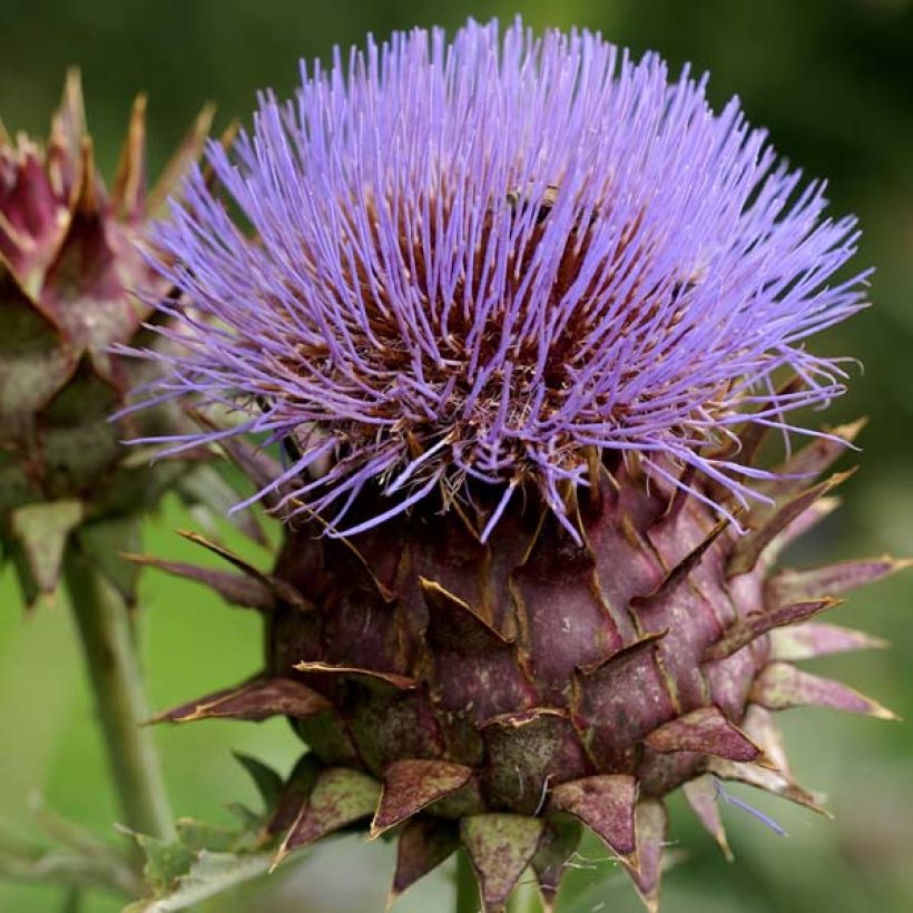 Potted Cynara cardunculus - Cardoon (Flowering)