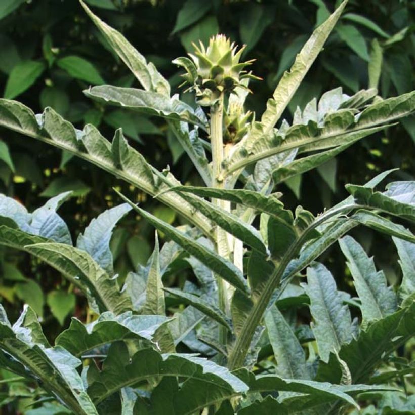 Potted Cynara cardunculus - Cardoon (Foliage)