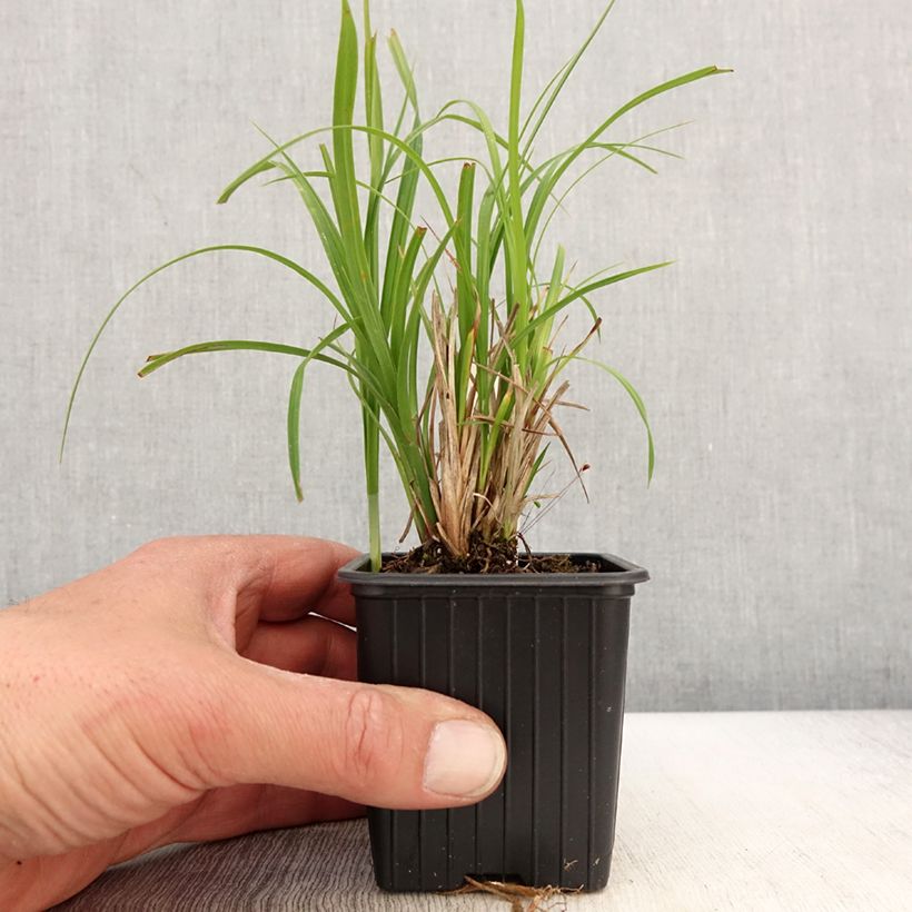 Carex acuta - Acute Sedge sample as delivered in spring