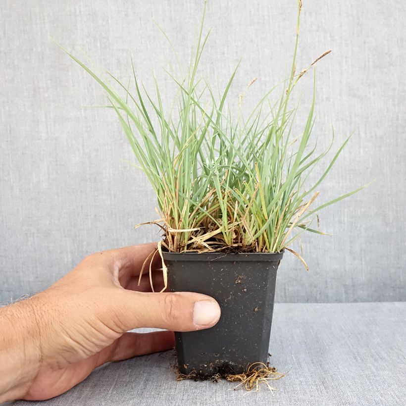 Carex atrata 8/9 cm pot sample as delivered in summer