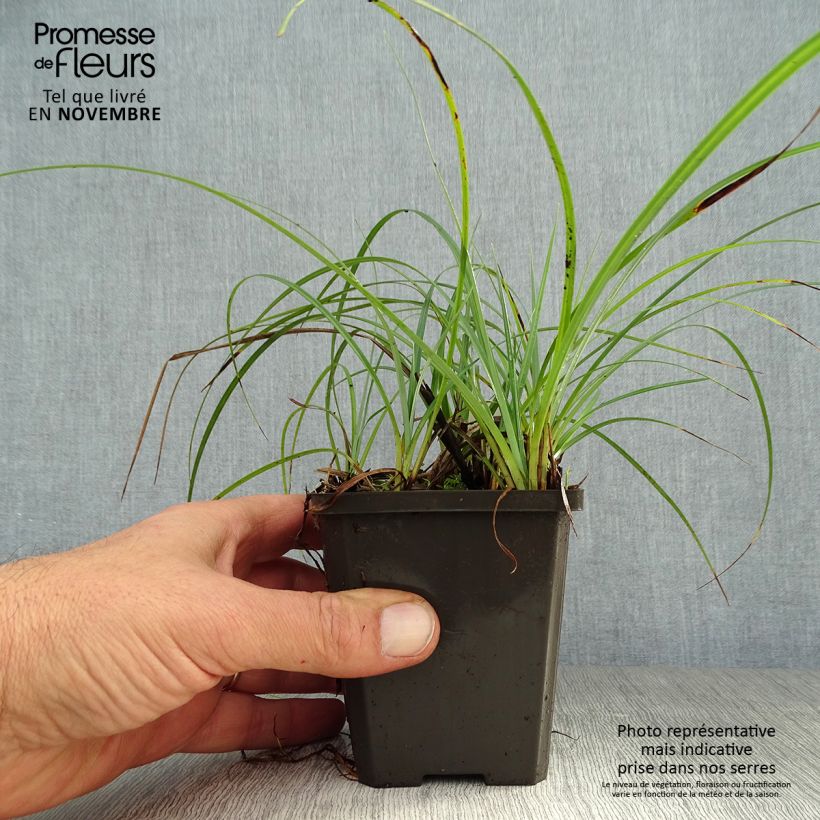 Carex atrata 8/9 cm pot sample as delivered in autumn