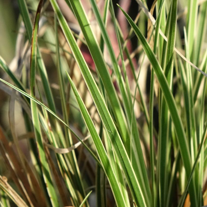 Carex brunnea Aureovariegata (Foliage)