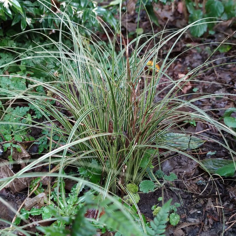 Carex brunnea Variegata (Foliage)