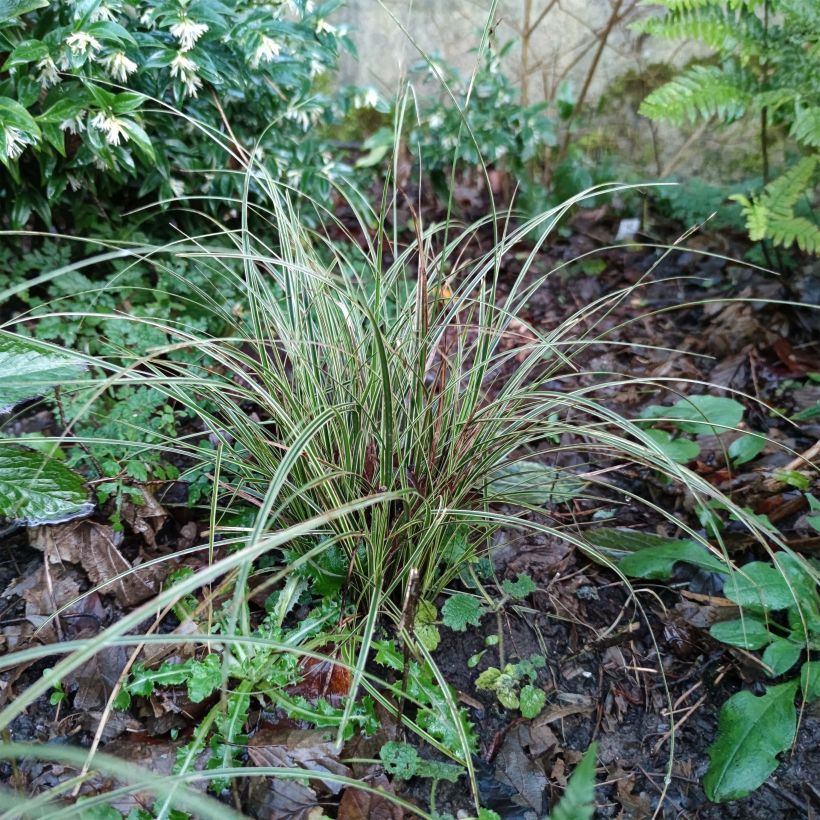 Carex brunnea Variegata (Plant habit)