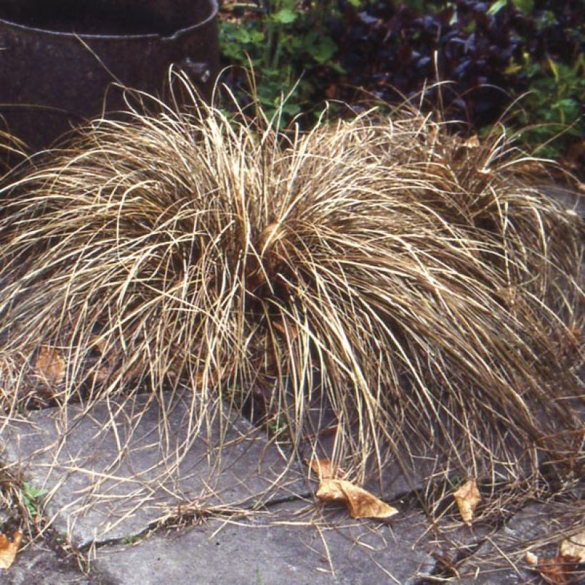 Carex buchananii (Plant habit)