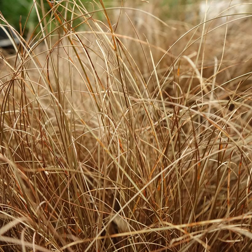 Carex comans Bronze Form (Foliage)