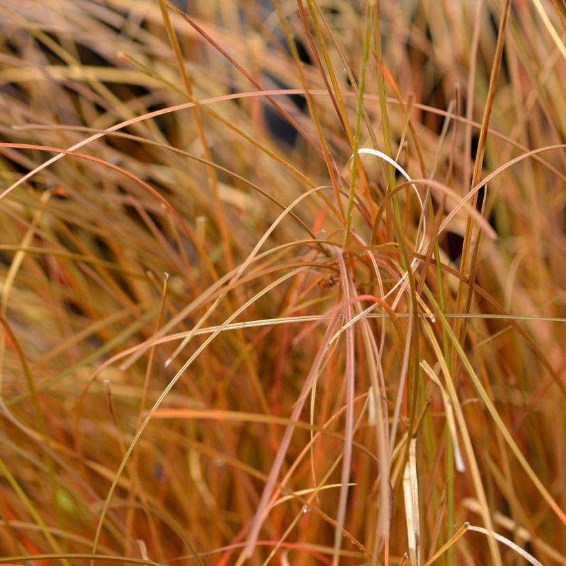 Carex comans Bronze Form (Foliage)