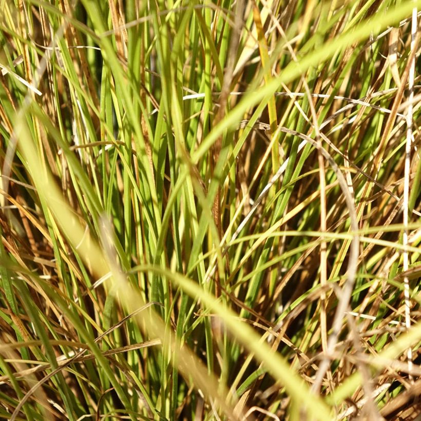 Carex comans  Phoenix - Sedge Green (Foliage)