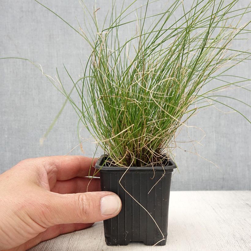 Carex davalliana - Davall's sedge sample as delivered in spring