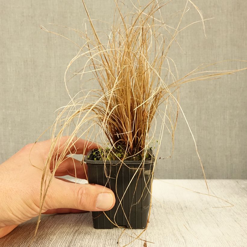 Carex flagellifera en godet de 9cm sample as delivered in autumn