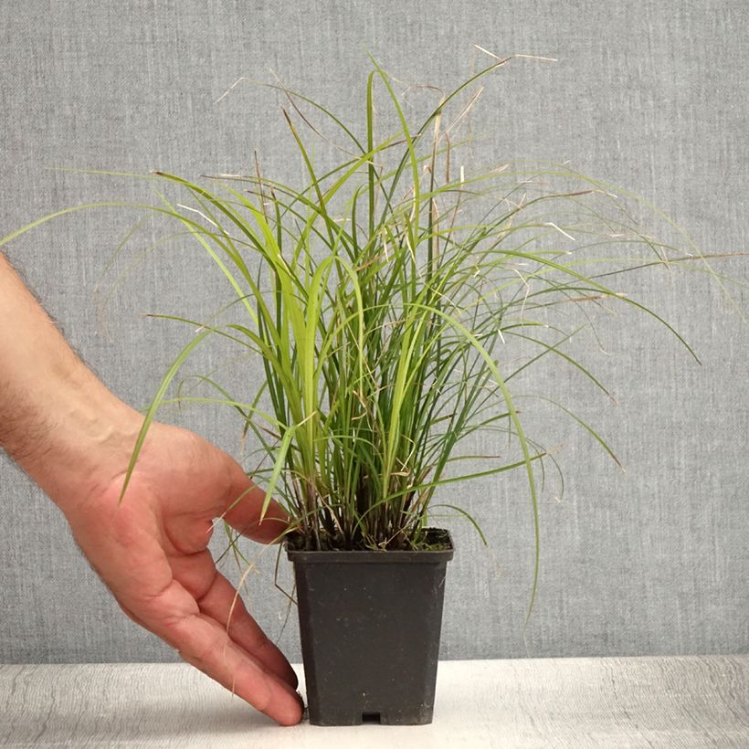 Carex lenta Osaka - Laîche Godet de 8/9 cm sample as delivered in summer