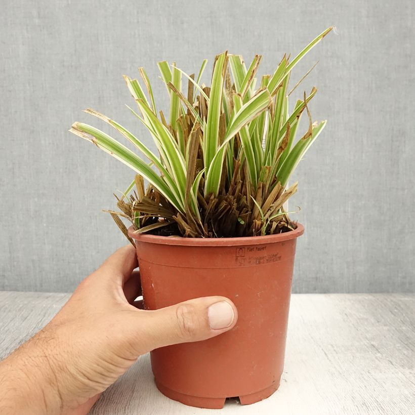 Carex morrowii Goldband 1L/1.5L pot sample as delivered in summer