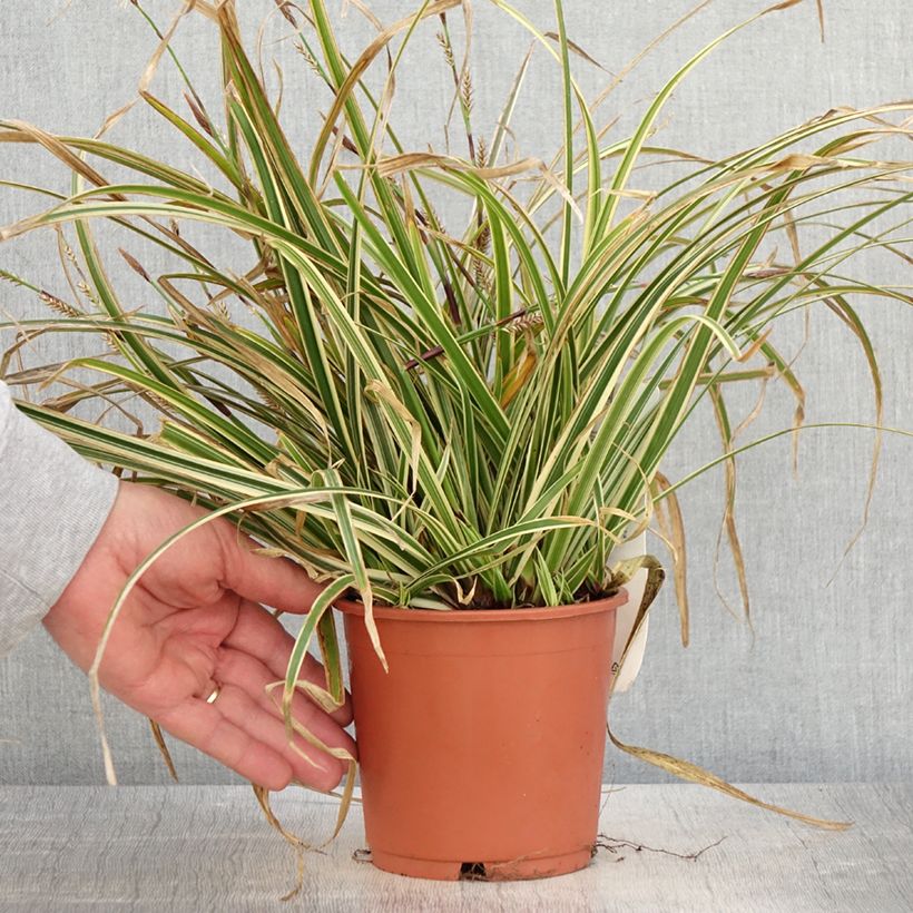 Carex morrowii Goldband sample as delivered in spring