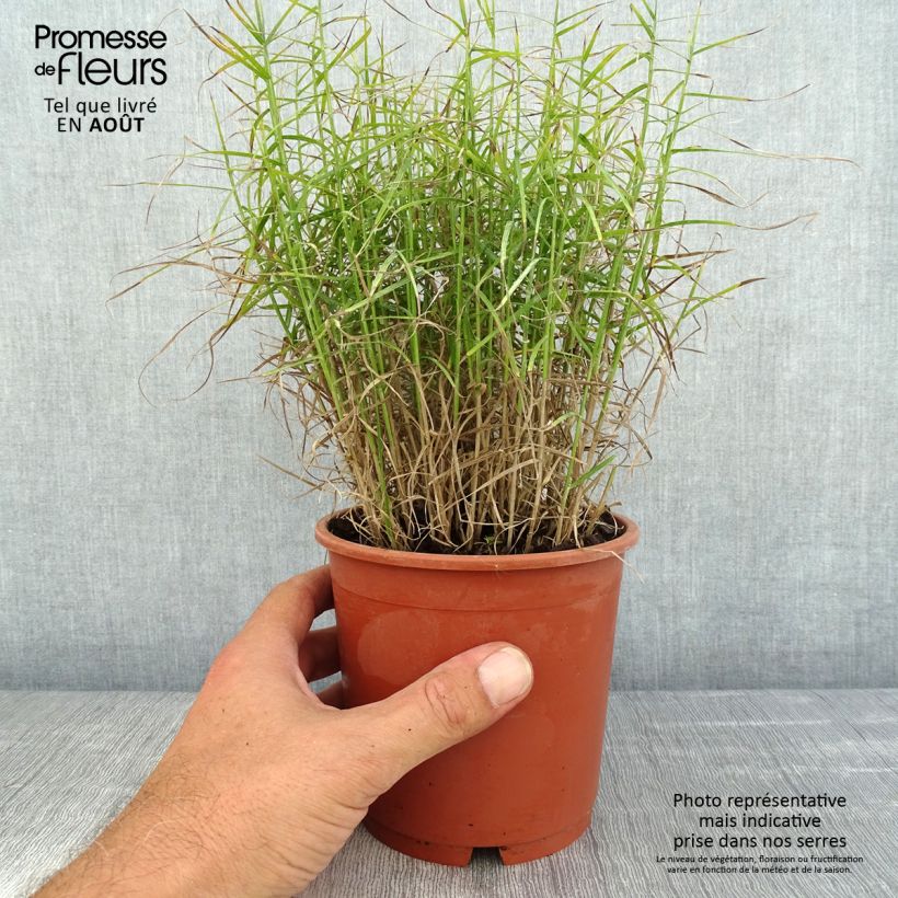 Carex muskingumensis Little Midge - Laîche d'Amérique en pot de 1L/1.5L sample as delivered in summer
