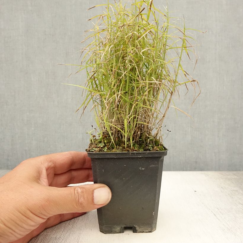 Carex muskingumensis Little Midge - Laîche d'Amérique Godet de 9cm sample as delivered in summer