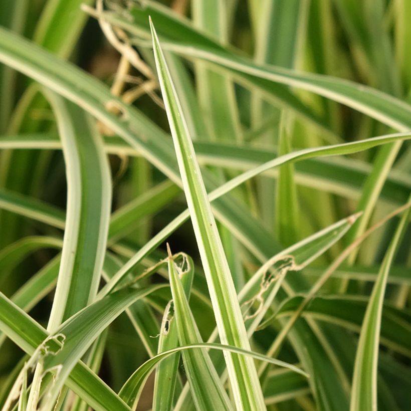 Carex muskingumensis Variegata (Foliage)