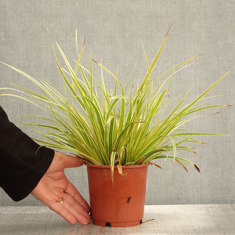 Carex oshimensis Everglow - Laîche d'Oshima Pot de 1,5L/2L sample as delivered in autumn