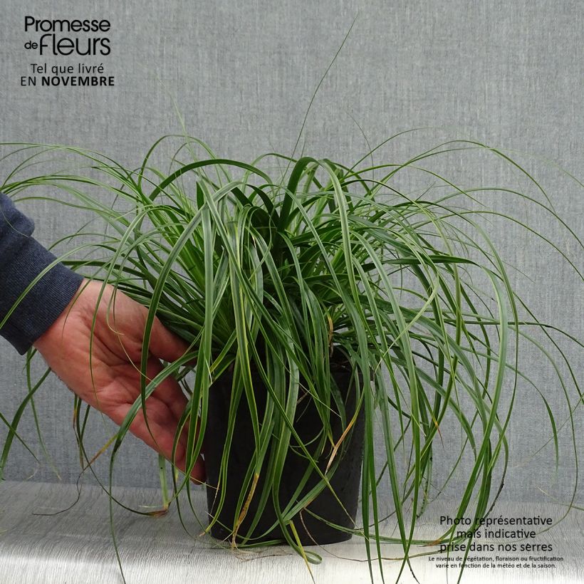 Carex oshimensis Everlime - Laîche d'Oshima Pot de 2L/3L sample as delivered in autumn