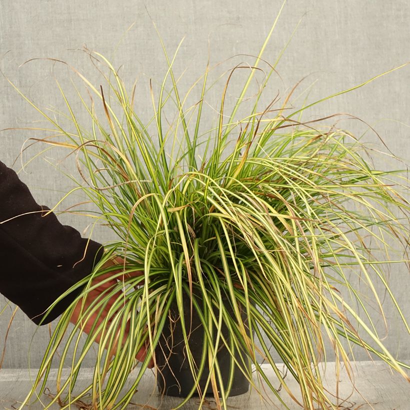 Carex oshimensis Eversheen - Laîche d'Oshima - Pot de 2L/3L sample as delivered in autumn