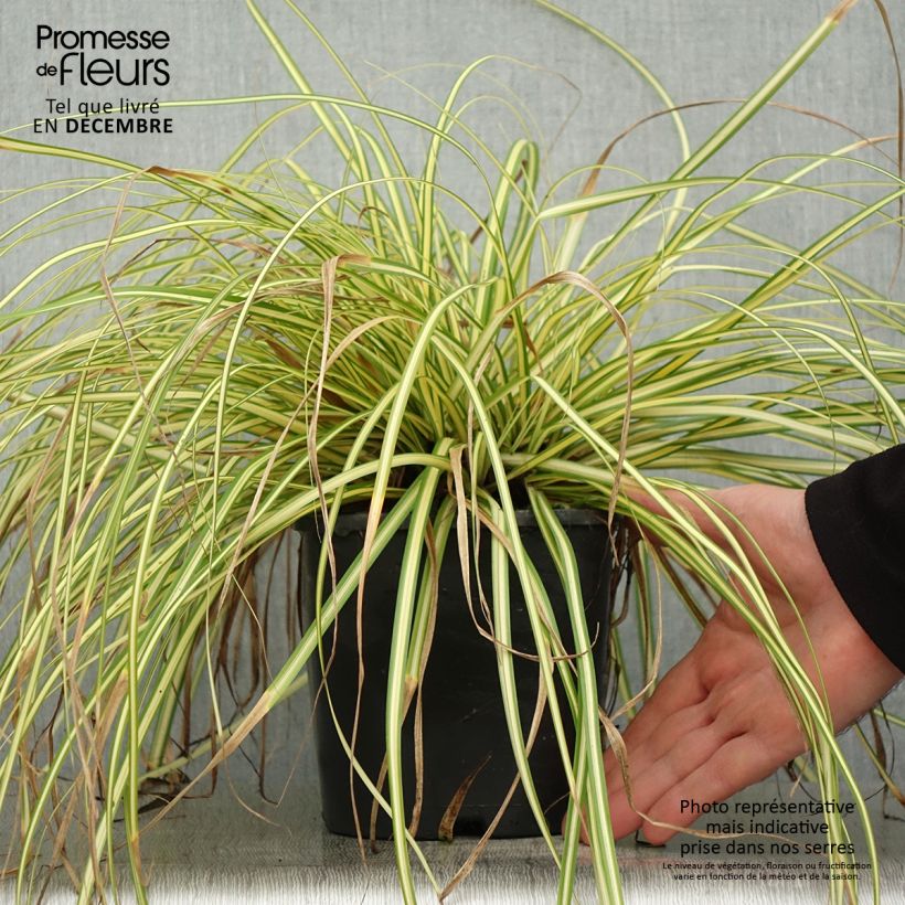 Carex oshimensis Eversheen - Laîche d'Oshima - Pot de 2L/3L sample as delivered in winter