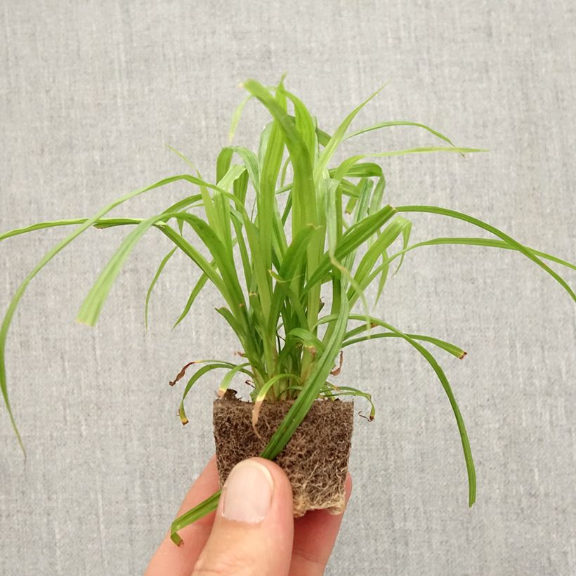 Carex pendula Fresh Look - Laîche pendante Mini-motte 2,5 cm sample as delivered in autumn