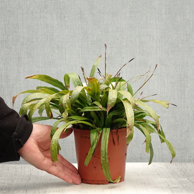 Carex plantaginea 1L/1.5L pot sample as delivered in summer