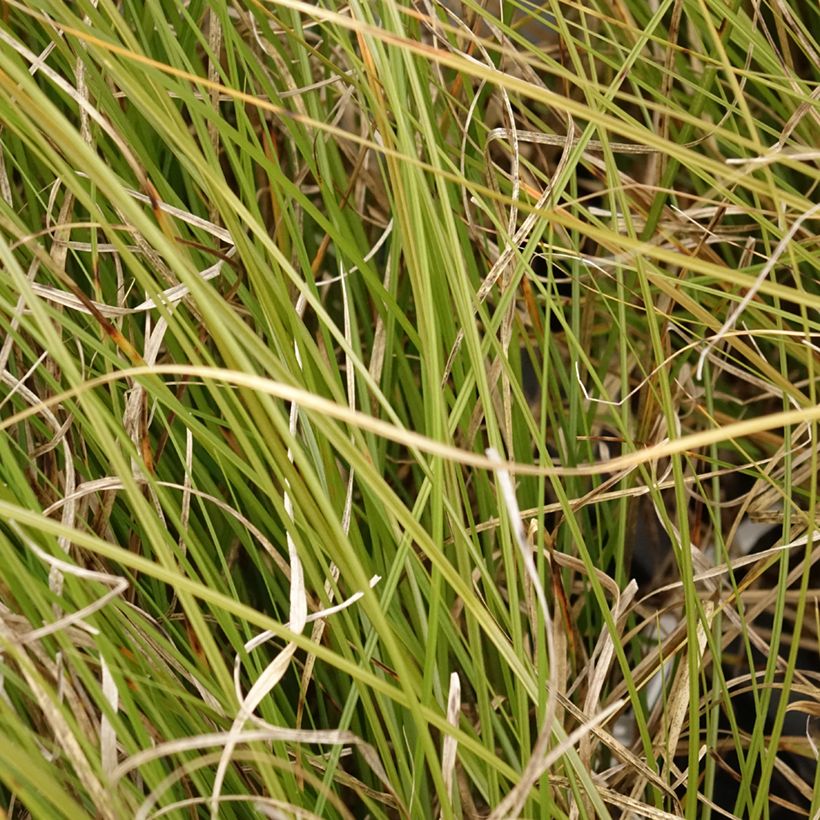 Carex secta  (Foliage)