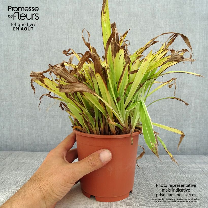 Carex siderosticta Variegata 1L/1.5L pot sample as delivered in summer