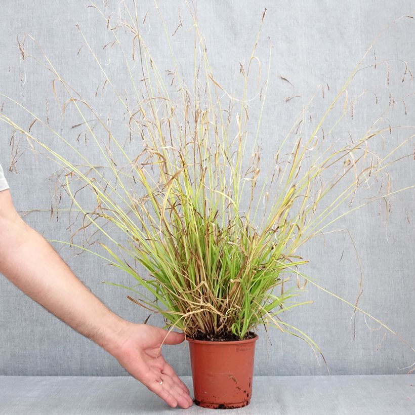 Carex sylvatica - Wood Sedge 1L/1.5L pot sample as delivered in summer