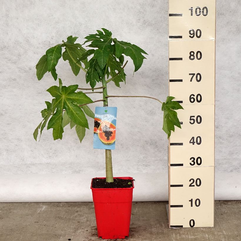 Carica papaya- Papayer - Pot de 6L/7L sample as delivered in spring