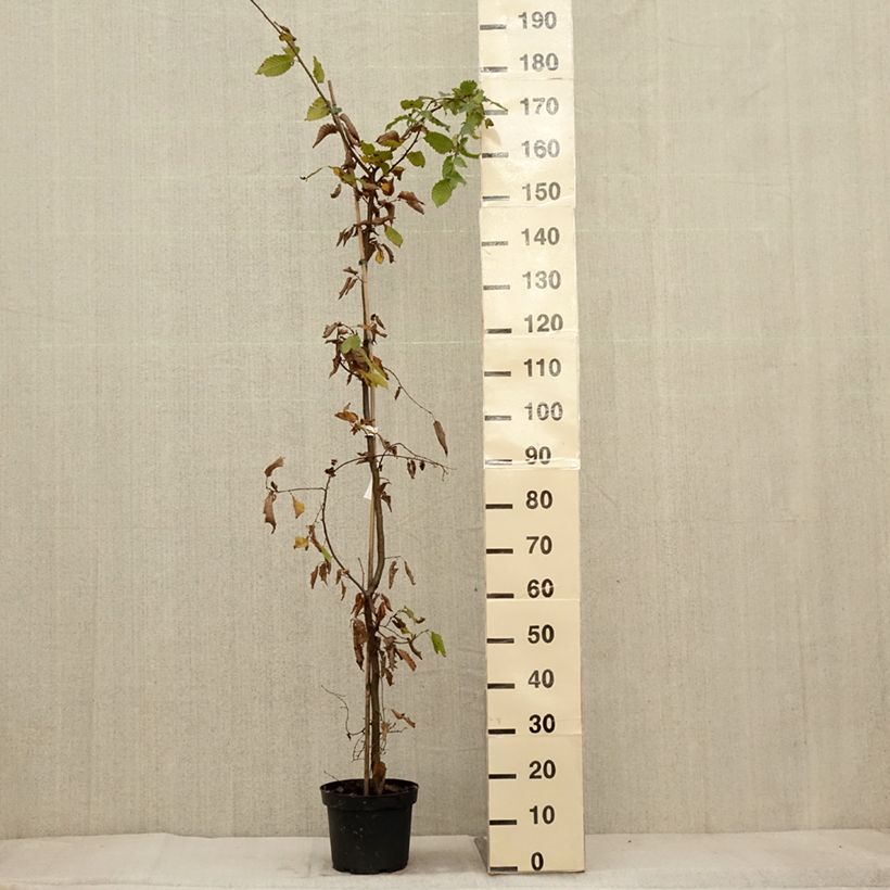 Carpinus betulus 150/175cm en pot de 4L/5L- Charme commun  sample as delivered in autumn