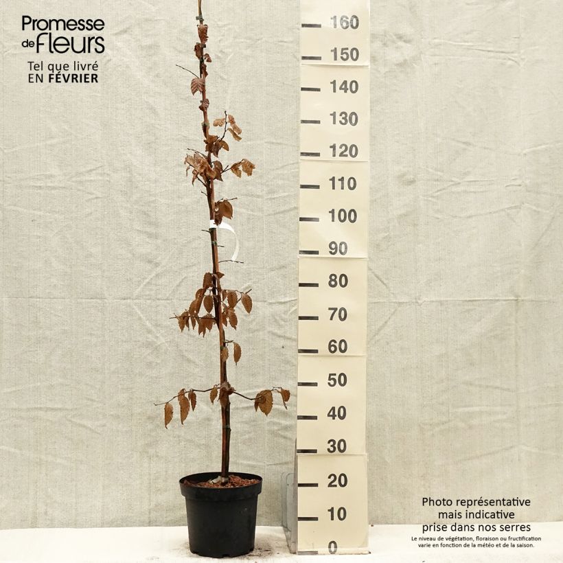 Carpinus betulus 150/175cm en pot de 4L/5L- Charme commun  sample as delivered in winter