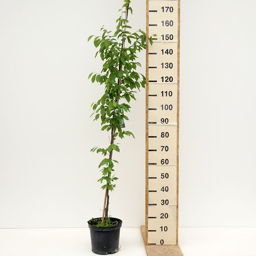 Carpinus betulus Fastigiata - Hornbeam 4L/5L potShipped height around 150/180cm sample as delivered in spring