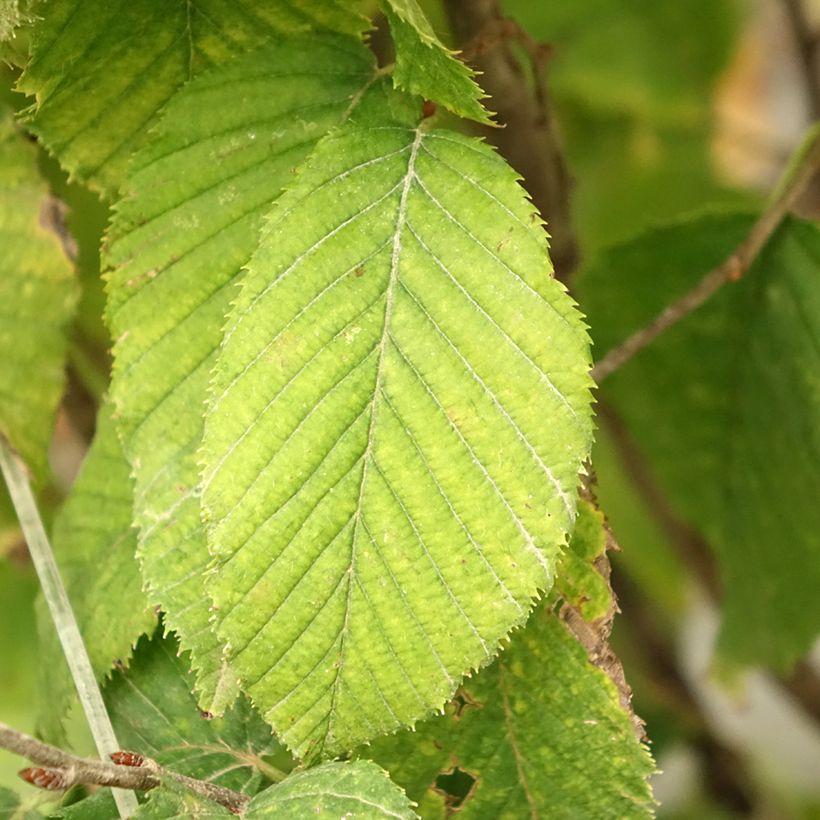 Carpinus betulus Fastigiata Monument - Hornbeam (Foliage)