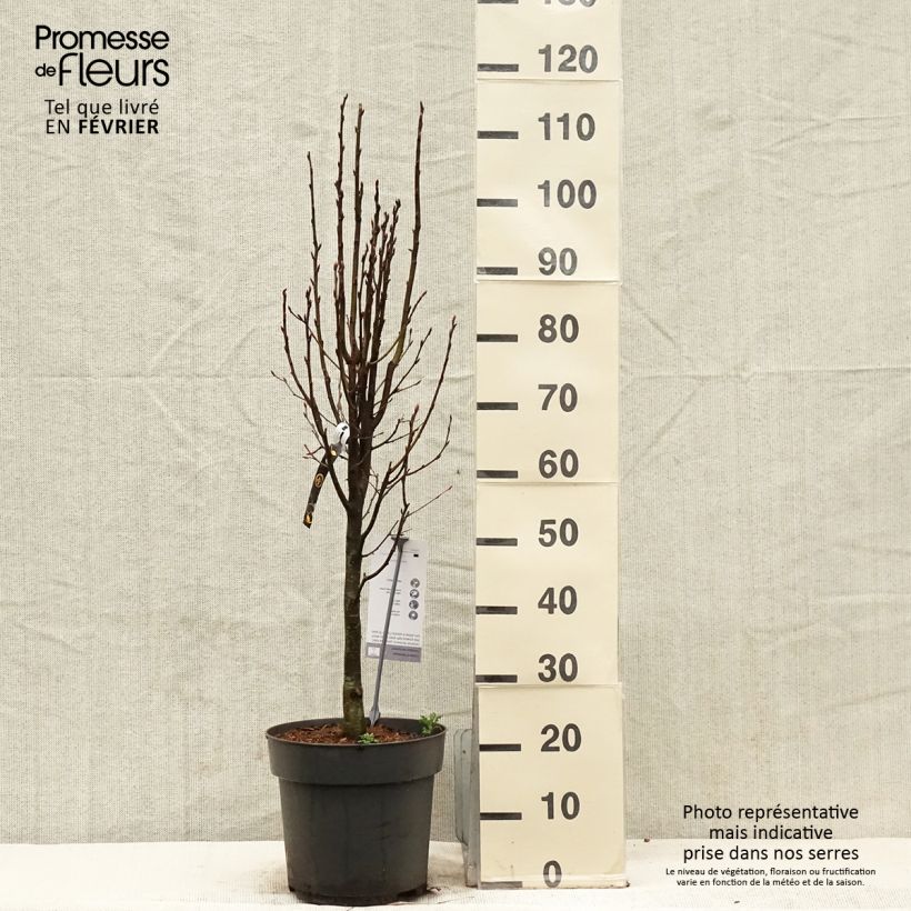 Carpinus betulus Fastigiata Monument - Charme commun fastigié - Pot de 7,5L/10L sample as delivered in winter