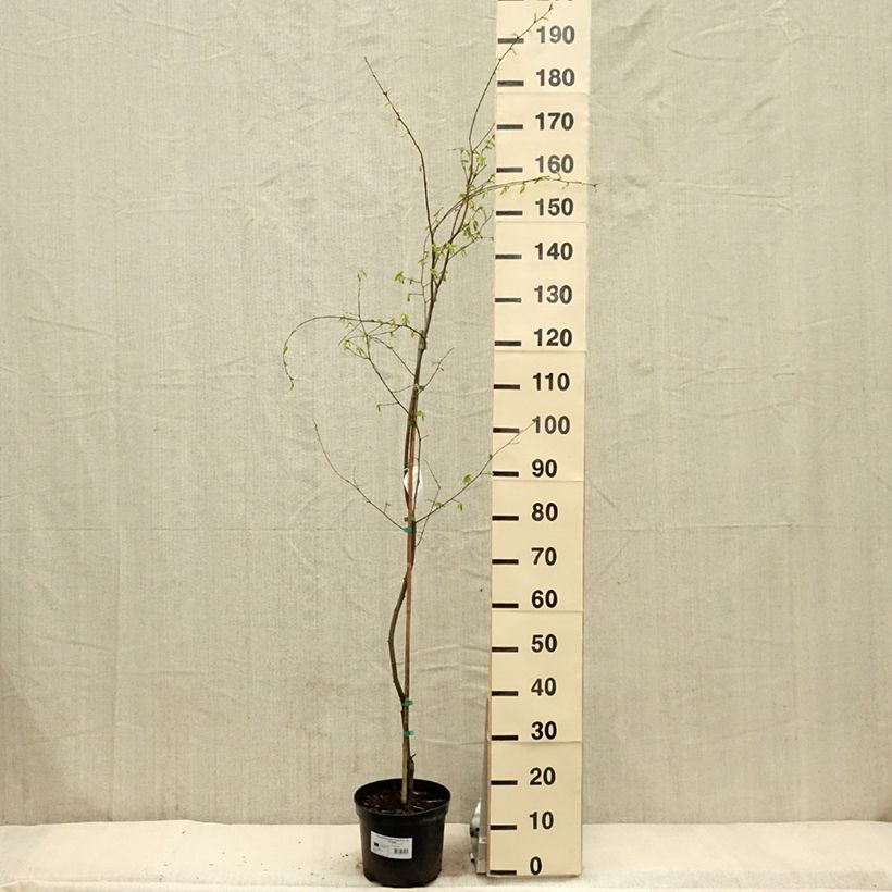 Carpinus betulus Foliis Argenteovariegatis Pendula  - Pot de 4L/5L sample as delivered in spring