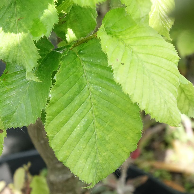 Carpinus betulus Globus (Foliage)