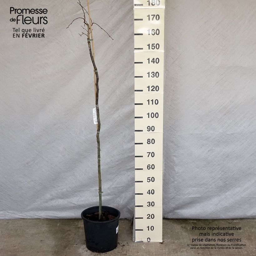 Carpinus betulus Pendula - Charme commun pleureur Pot de 12L/15L Tige sample as delivered in winter