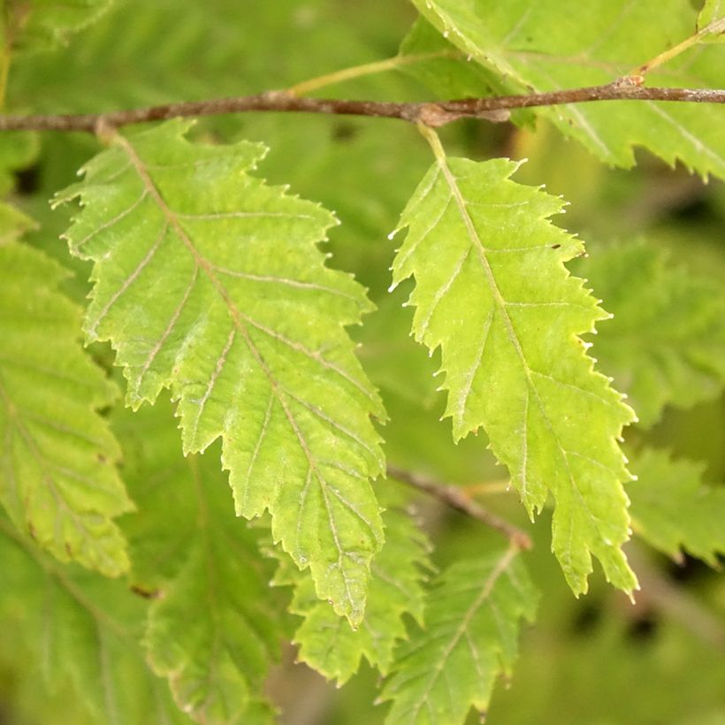 Carpinus betulus Quercifolia - Hornbeam (Foliage)