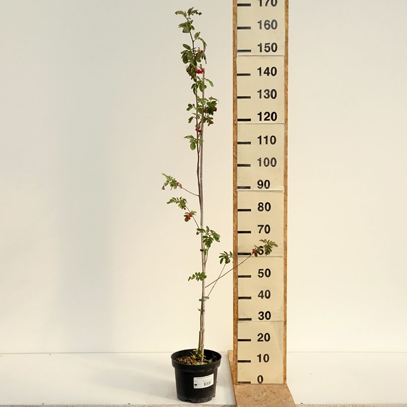 Carpinus betulus Quercifolia - Hornbeam 4L/5L pot sample as delivered in summer