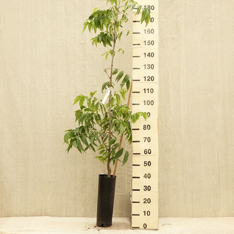 Carya illinoinensis Delmas - Pecan Tree 6L/7L pot sample as delivered in summer