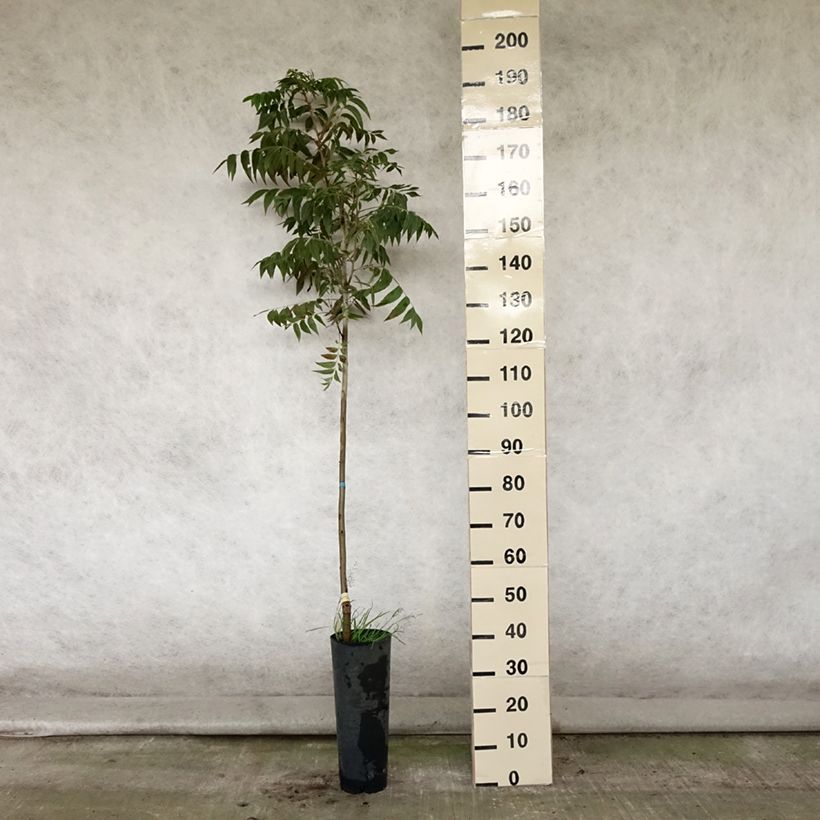 Carya illinoinensis Pawnee - Pecan Tree 4L/5L pot sample as delivered in summer