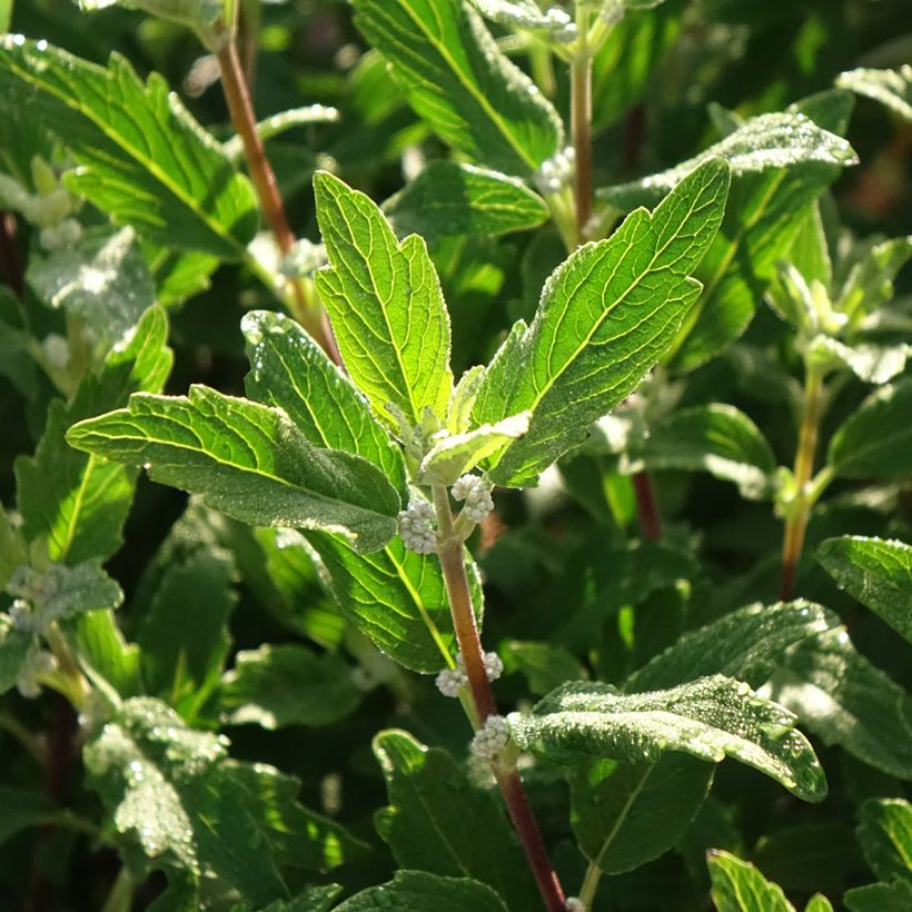 Caryopteris clandonensis Beyond Midnight - Bluebeard (Foliage)