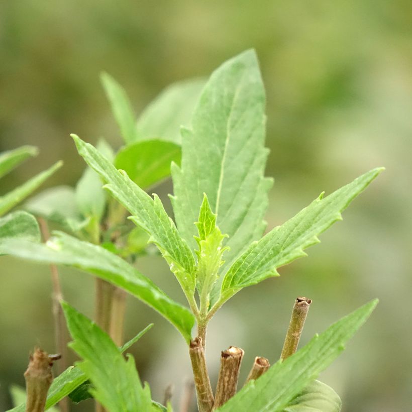 Caryopteris x clandonensis Dark Knight - Bluebeard (Foliage)
