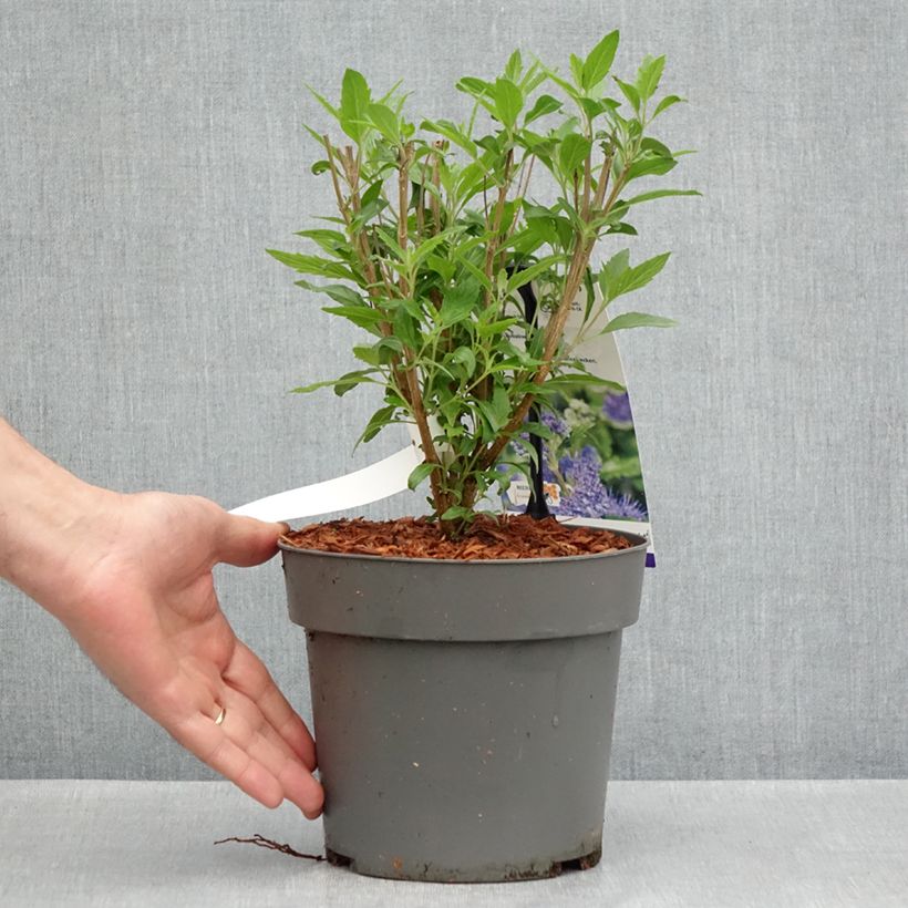 Caryopteris x clandonensis Dark Knight - Bluebeard 4L/5L potShipped height around 40/50cm sample as delivered in spring