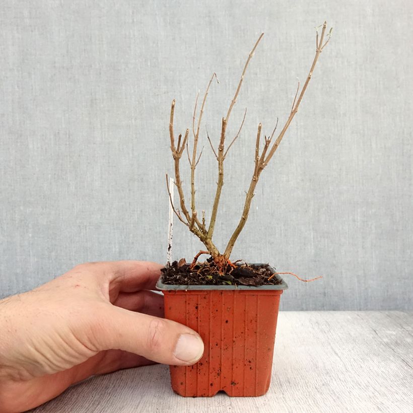 Caryopteris x clandonensis Kew Blue - Bluebeard 8/9 cm pot sample as delivered in autumn