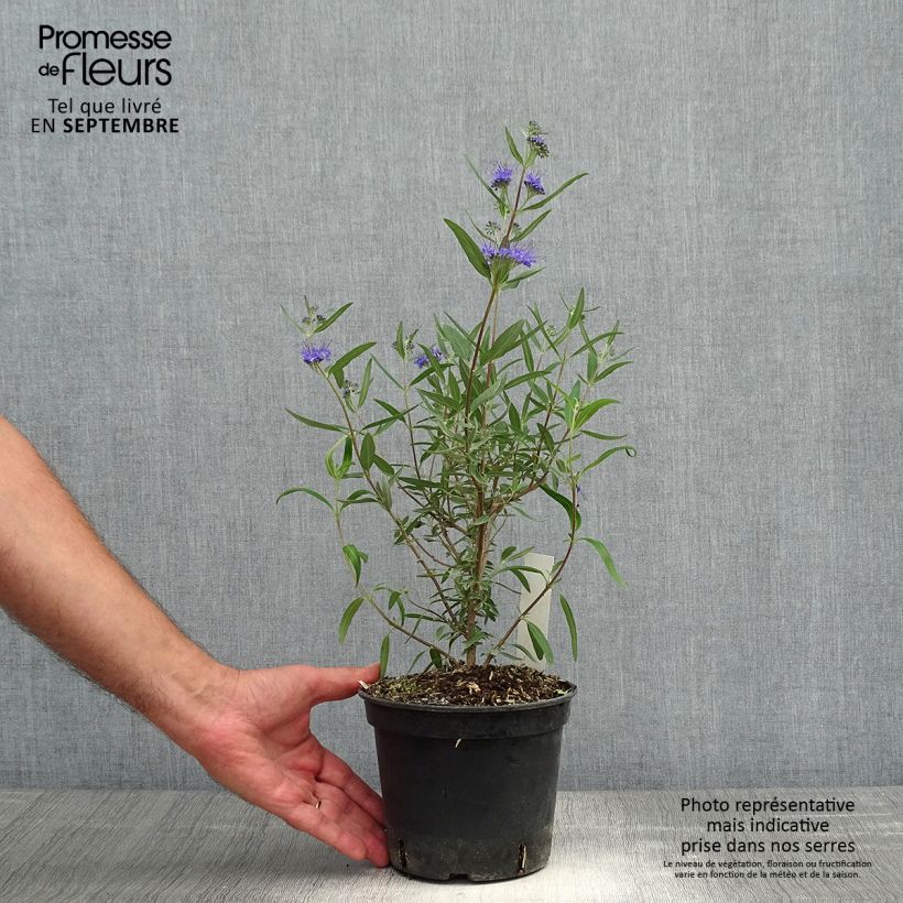 Caryopteris x clandonensis Kew Blue - Bluebeard 2L/3L pot sample as delivered in autumn