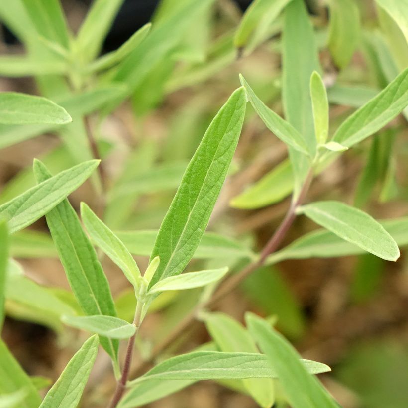 Caryopteris x clandonensis Kew Blue - Bluebeard (Foliage)