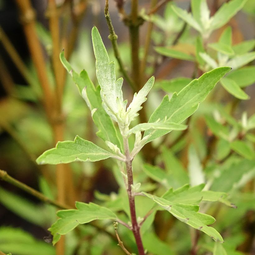 Caryopteris clandonensis Sterling silver - Bluebeard (Foliage)