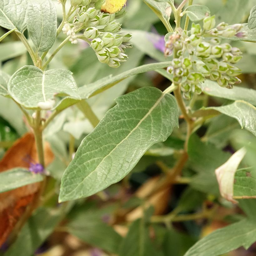 Caryopteris clandonensis Thetis - Bluebeard (Foliage)